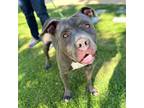 Adopt Jim a Gray/Blue/Silver/Salt & Pepper American Pit Bull Terrier / Mixed dog