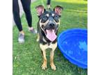 Adopt Genos a Black German Shepherd Dog / Mixed dog in El Paso, TX (38741115)