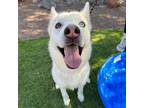 Adopt Gatlin a Gray/Blue/Silver/Salt & Pepper Siberian Husky / Mixed dog in El