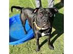 Adopt Bing a Black American Pit Bull Terrier / Mixed dog in El Paso