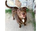 Adopt Tiki a Brown/Chocolate Labrador Retriever / Mixed dog in El Paso