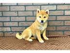 Shiba Inu Puppy for sale in Springfield, MO, USA