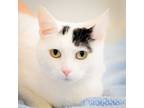 Adopt Betty a Domestic Short Hair