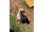 Adopt Rikau- in foster a Labrador Retriever, Mixed Breed