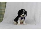 Cavalier King Charles Spaniel Puppy for sale in Cambridge, OH, USA