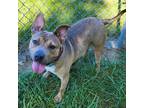 Adopt Rayne a Tan/Yellow/Fawn Pit Bull Terrier / Mixed Breed (Large) / Mixed dog