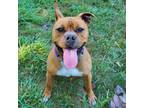 Adopt Diego a Tan/Yellow/Fawn Pit Bull Terrier / Mixed Breed (Large) / Mixed dog