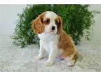 Cavalier King Charles Spaniel Puppy for sale in Bloomington, IN, USA