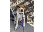 Adopt Deuce a Red/Golden/Orange/Chestnut - with White Blue Heeler dog in Castle