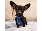 Adopt Dash a Black Chiweenie / Mixed dog in Escondido, CA (38861681)