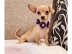 Adopt Ariel a Tan/Yellow/Fawn Chiweenie / Mixed dog in Escondido, CA (38861588)