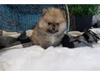 Pomeranian Puppy for sale in Bloomington, IN, USA