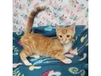 Adopt Dr. York a Orange or Red Domestic Shorthair / Mixed cat in Garden