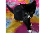 Adopt Mittens a All Black Domestic Shorthair / Mixed cat in Rochester