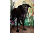 Adopt Chloe a Black - with Brown, Red, Golden, Orange or Chestnut Labrador