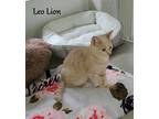 Adopt Leo Lion a Domestic Shorthair / Mixed (short coat) cat in Hoover
