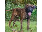 Adopt Siegfried a Brindle Mountain Cur / Mixed dog in QUINCY, FL (38861904)