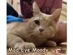 Adopt Mad Eye Moody a Domestic Shorthair / Mixed (short coat) cat in