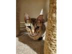 Adopt Lazy Acres 8134 a Domestic Shorthair / Mixed cat in Dallas, TX (38601093)