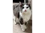 Adopt Mrs. Potts a Domestic Longhair / Mixed (short coat) cat in Tiffin