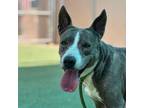 Adopt Beth a Gray/Blue/Silver/Salt & Pepper Border Terrier / Mixed dog in El