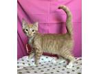 Adopt Havarti a Orange or Red Tabby Domestic Shorthair (short coat) cat in