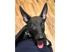 Adopt Diego a Black German Shepherd Dog / Labrador Retriever dog in Castle Rock