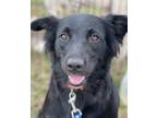 Adopt Izzy 2 a Border Collie / Mixed dog in Gilmer, TX (38735496)
