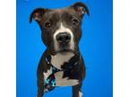 Adopt Chad a Black Pit Bull Terrier / Mixed dog in Concord, NC (38863560)