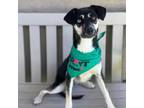 Adopt Jedi a Black German Shepherd Dog / Australian Cattle Dog / Mixed dog in