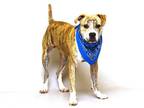 Adopt TIGER KING a Brindle - with White American Pit Bull Terrier / Mixed dog in