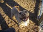 Adopt MILLIE a Tan/Yellow/Fawn - with White American Pit Bull Terrier / Mixed