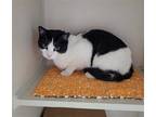 Adopt ANGEL a White (Mostly) Domestic Shorthair / Mixed (short coat) cat in