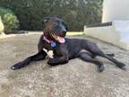 Adopt HEIDI a Black - with White Mixed Breed (Medium) / Mixed dog in Los