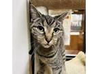 Adopt Janice a Domestic Short Hair