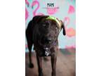 Adopt Mami a Brindle - with White Plott Hound dog in Littleton, CO (38634036)