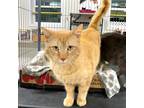 Adopt CHUCK a Domestic Shorthair / Mixed (short coat) cat in Battle Creek