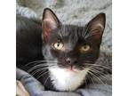 Adopt Princess Chin a All Black Domestic Shorthair / Mixed cat in Reisterstown