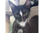 Adopt Princess Stripe a All Black Domestic Shorthair / Mixed cat in