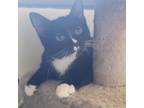 Adopt Prince Tux (Moe) a All Black Domestic Shorthair / Mixed cat in