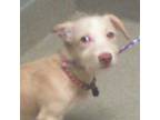 Adopt quiche a Tan/Yellow/Fawn - with White Terrier (Unknown Type
