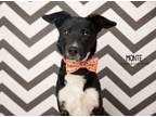 Adopt Monte a Black - with White Labrador Retriever / Blue Heeler dog in