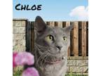 Adopt Chloe a Domestic Short Hair