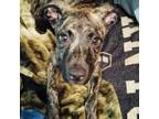 Adopt Decrescendo a Brown/Chocolate Retriever (Unknown Type) / Mixed dog in