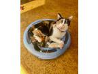 Adopt Brie a Domestic Shorthair / Mixed (short coat) cat in St.