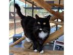 Adopt Pretty Baby a All Black Domestic Longhair / Mixed cat in Kanab