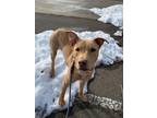 Adopt Atticus Waller Cutie a Tan/Yellow/Fawn Labrador Retriever dog in Provo