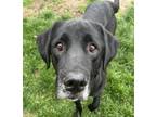 Adopt Maize a Labrador Retriever, Mixed Breed