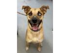 Adopt Kali a Husky, Labrador Retriever