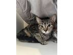 Adopt Caboodle a Domestic Short Hair